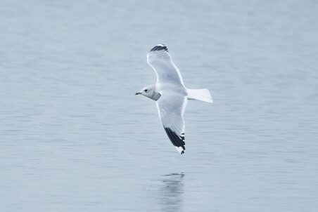 Thumbnail of Common Gull